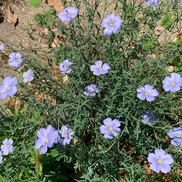 🌸 Bundle & Save 🌸 - Picture 12 of 16